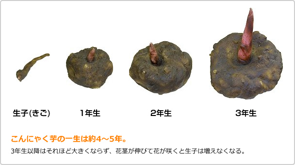 こんにゃく芋のルーツ 栽培方法 日本こんにゃく協会